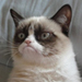 http://www.dogglounge.com/smilies/grumpycat.jpg