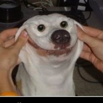 Profile picture of zarko