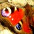 Profile picture of Arbatel