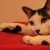 Profile picture of chie