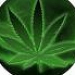 Profile picture of Ngol