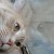 Avatar of Neko